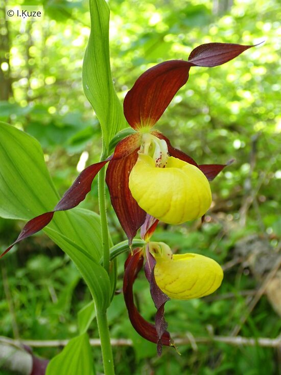 Cypripedium calceolus